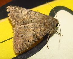 Pandesma robusta