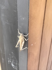 Anacridium aegyptium