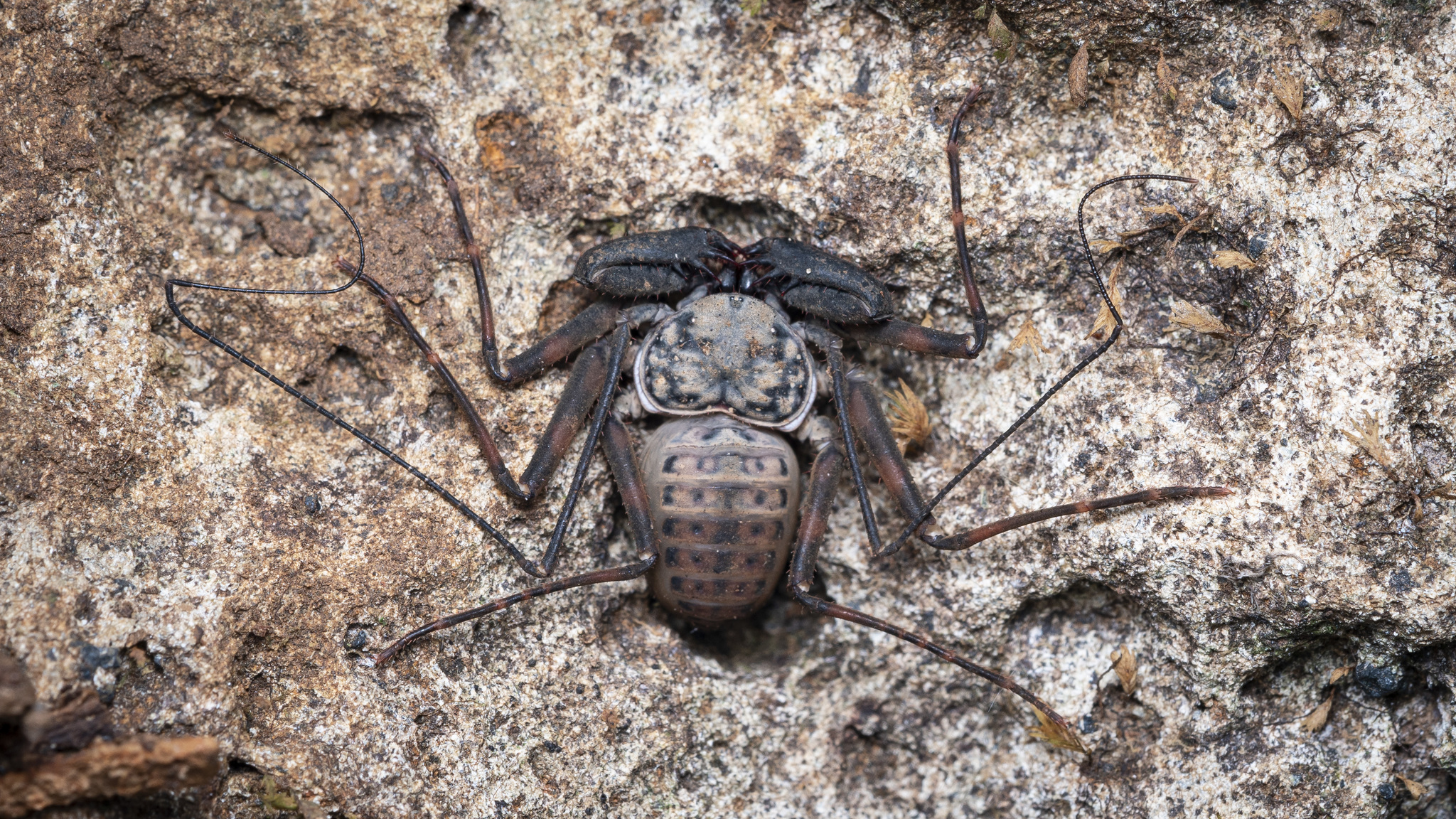 Charinus neocaledonicus Kraepelin, 1895