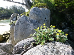 Potentilla × villosula