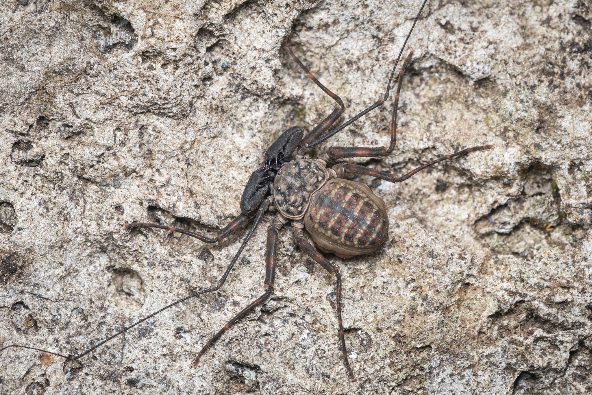 Charinus neocaledonicus Kraepelin, 1895