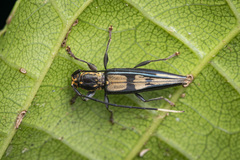 Mimenicodes fractimacula
