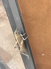 Anacridium aegyptium