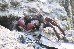 Episesarma chentongense