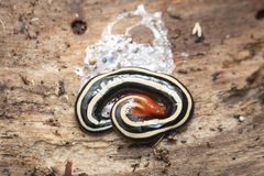 Australopacifica sarasiniana