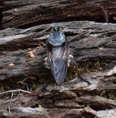 Blepharotes splendidissimus