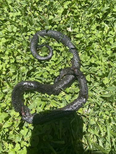 Eastern Small-eyed Snake sighting