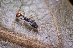 Orectognathus sarasini