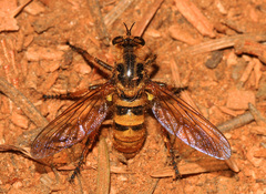 Callinicus pollenius