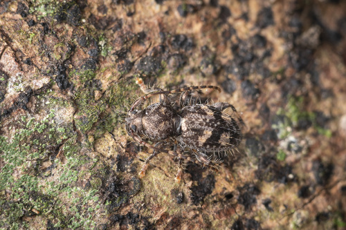 Rugosocleptes rugicollis