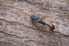 Orectognathus sarasini