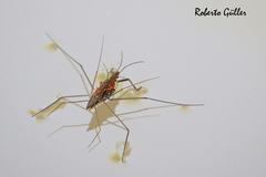 Eurygerris fuscinervis