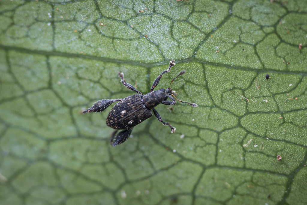 Pactola convexa