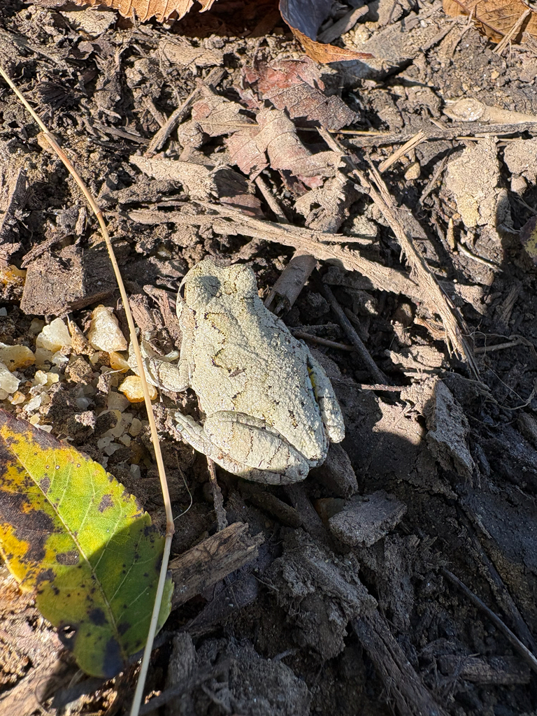 Gray Treefrog Species Complex from Wagon Wheel Ct, Glen Arm, MD, US on ...