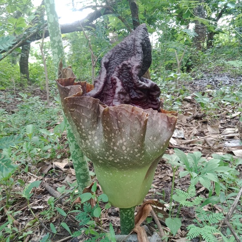 elephant-foot yam
