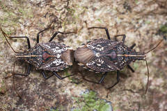 Polycarmes punctatissimus