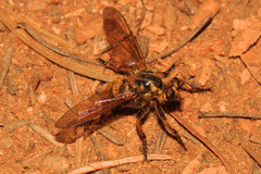 Callinicus pollenius