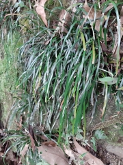 Haplopteris anguste-elongata