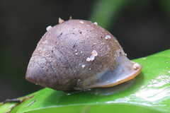 Pythia