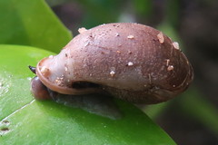 Pythia