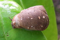 Pythia