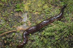 Kontikia forsterorum