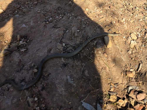 Eastern Brown Snake sighting