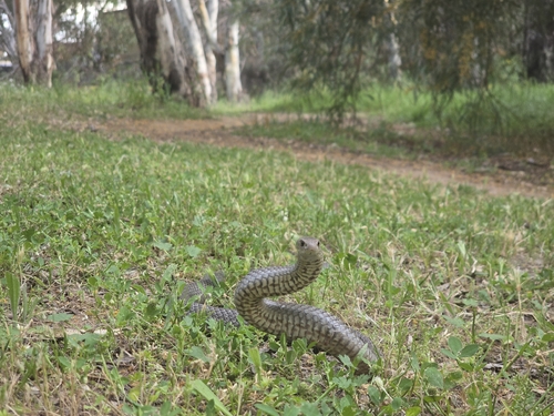 Eastern Brown Snake sighting