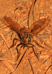 Callinicus pollenius