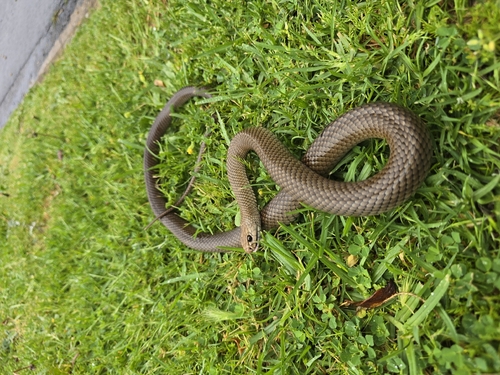 Eastern Brown Snake sighting