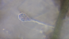 Collotheca