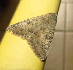 Pandesma robusta