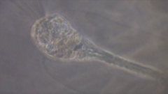 Collotheca