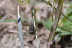 Heliothela atra
