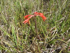 Cyrtanthus fergusoniae