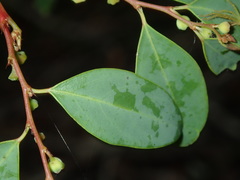 Breynia oblongifolia