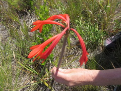 Cyrtanthus fergusoniae