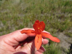 Cyrtanthus fergusoniae