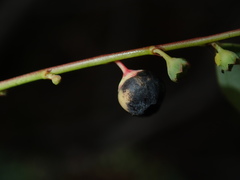 Breynia oblongifolia