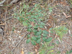 Breynia oblongifolia