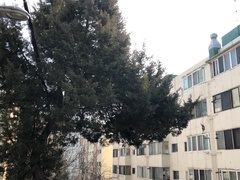 Juniperus chinensis