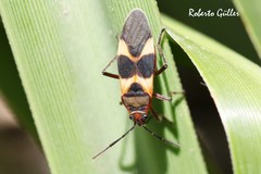 Oncopeltus unifasciatellus