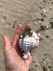 Phyllonotus erythrostomus