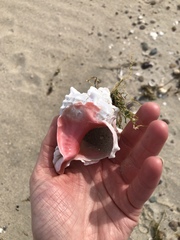 Phyllonotus erythrostomus