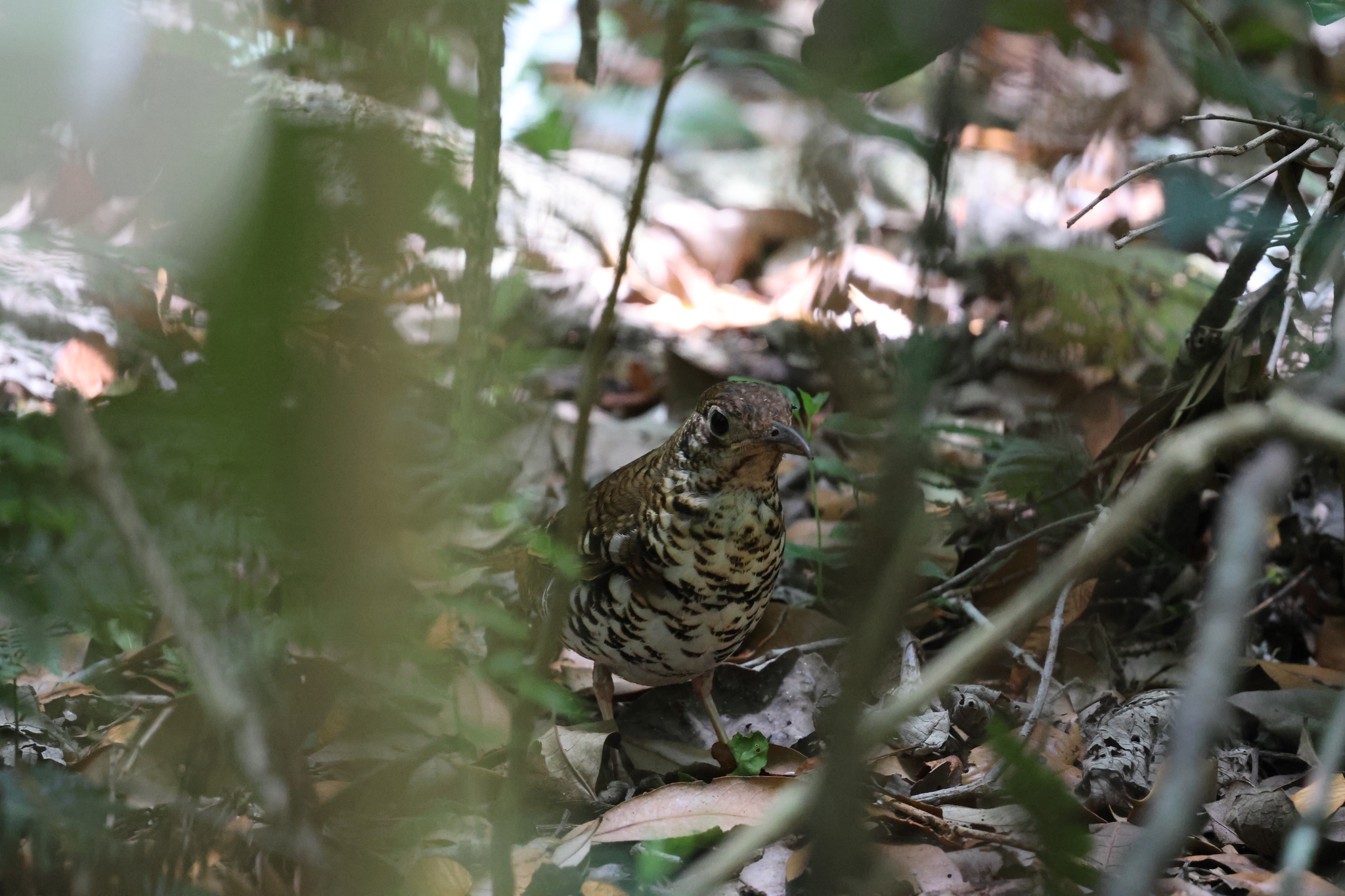 Russet-tailed Thrush illustration