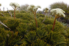 Aciphylla crosby-smithii