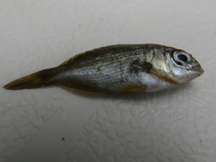 Rhabdosargus holubi