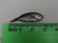 Rhabdosargus holubi