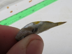 Rhabdosargus holubi