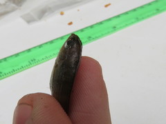 Rhabdosargus holubi